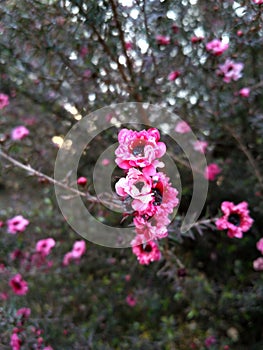 Leptospermum Scoparium, Erica Japonica, pink flowers