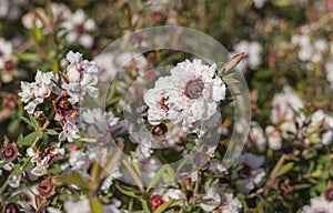 leptospermum scoparium flower close up manuka plant in a sunny day