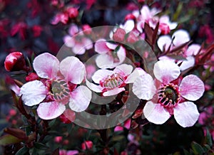 Leptospermum scoparium flowering plant of the family Myrtaceae photo