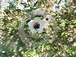Leptospermum scoparium or manuka flowers