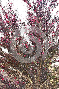 Leptospermum scoparium ( Manuka ) flowers.Myrtaceae evergreen shrub.