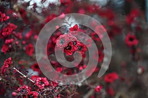 Leptospermum scoparium ( Manuka ) flowers.Myrtaceae evergreen shrub.