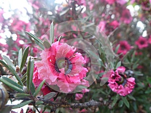 Leptospermum scoparium `red Damask` of Tea tree In the morning.