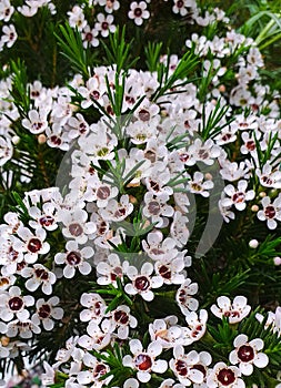 Leptospermum scoparium Tea Tree photography