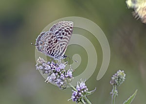 Leptotes pirithous, the Lang's short-tailed blue or common zebra blue, Greece