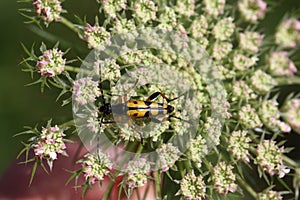 Leptura maculata gathering pollen on a white flower photo