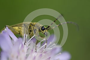 Lepturobosca virens