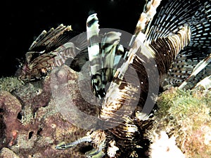 Pose second Beautiful lion fish in the darkness