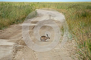 Lepus europaeus