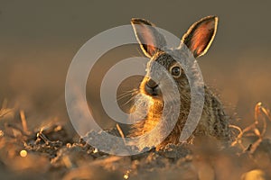 Lepus europaeus European hare cute darling young brown field meadow animal in nature, draw near village, runs fast, cubs