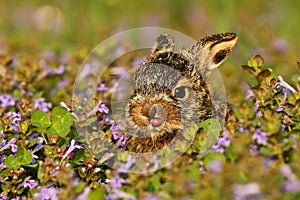 Lepus europaeus european hare cute darling young brown field meadow animal in nature, draw near village, runs fast, cubs