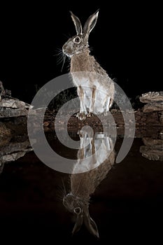 Lepus europaeus, lepus lena granatensis, portrait water with reflection photo