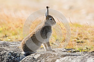 Lepus timidus. Mountain hare close-up in summer pelage, sits on the stones under the sunlight. photo