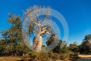 Les Babobabs Amoureux, a natural landmark in Madagascar photo