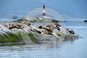 Les Eclaireurs lighthouse and Sea Lions photo