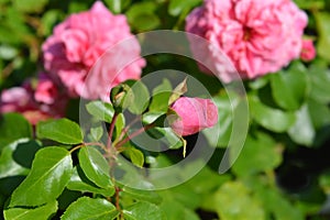 Les Quatre Saisons Rose photo