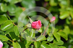 Les Quatre Saisons Rose photo