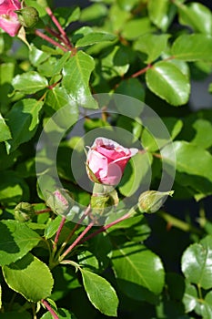 Les Quatre Saisons Rose photo