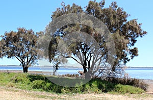 Leschenault Estuary Bunbury West Aust