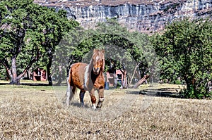 Lesotho-grens horses