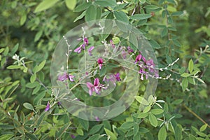 Lespedeza bicolor shrub in bloom