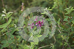 Lespedeza bicolor shrub in bloom