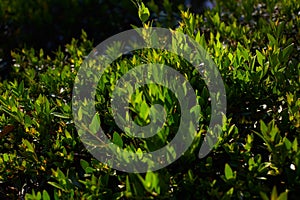 Lespedeza cyrtobotrya, Green beauty bushes as natural background image, green leaves with morning light sunshine rays