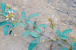 Lespedeza davurica