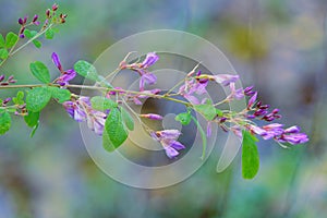 Lespedeza floribunda