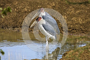 Lesser adjutant (Leptoptilos javanicus), in the riverbank