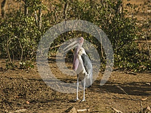 Lesser adjutant (Leptoptilos javanicus), in the riverbank