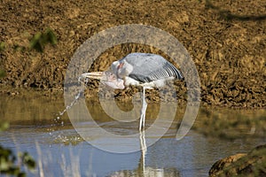 Lesser adjutant (Leptoptilos javanicus), in the riverbank