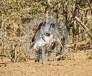 Lesser adjutant (Leptoptilos javanicus), in the riverbank