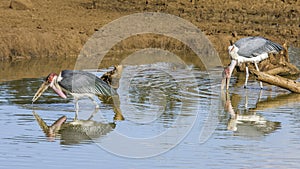 Lesser adjutant (Leptoptilos javanicus), in the riverbank