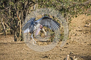 Lesser adjutant (Leptoptilos javanicus), in the riverbank