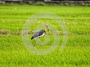 Lesser adjutant at paddyfield