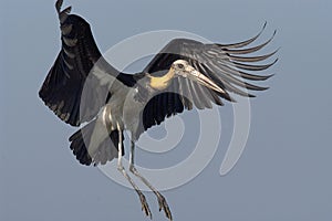 Lesser Adjutant Stork