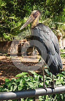 Lesser adjutant stork in Chai nat bird zoo photo