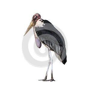 Lesser adjutant stork or Leptoptilos javanicus. photo