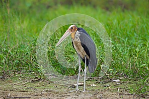 Lesser adjutant stork (Leptoptilos javanicus) photo