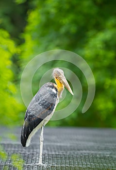 Lesser adjutant stork