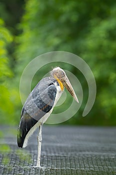 Lesser adjutant stork