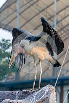 Lesser adjutant stork