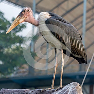 Lesser adjutant stork