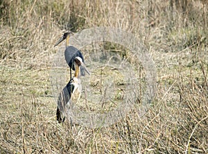 Lesser adjutant storks