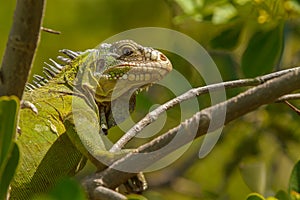 Lesser Antillean Iguana photo