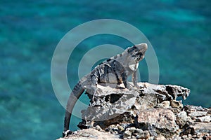 Lesser Antillean Iguana on Isla Mujeres Punta Sur Acantilado del Amanecer - Cliff of the Dawn - near Cancun Mexico