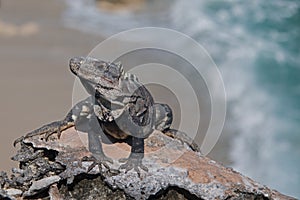 Lesser Antillean Iguana on Isla Mujeres Punta Sur Acantilado del Amanecer - Cliff of the Dawn - near Cancun Mexico