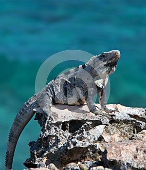 Lesser Antillean Iguana on Isla Mujeres Punta Sur Acantilado del Amanecer - Cliff of the Dawn - near Cancun Mexico photo