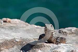 Lesser Antillean Iguana on Isla Mujeres Punta Sur Acantilado del Amanecer - Cliff of the Dawn - near Cancun Mexico photo